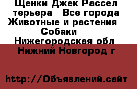 Щенки Джек Рассел терьера - Все города Животные и растения » Собаки   . Нижегородская обл.,Нижний Новгород г.